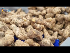 Commercial Vegetable Washing Machine And Sustainable Cleaning Restaurant Food Shop